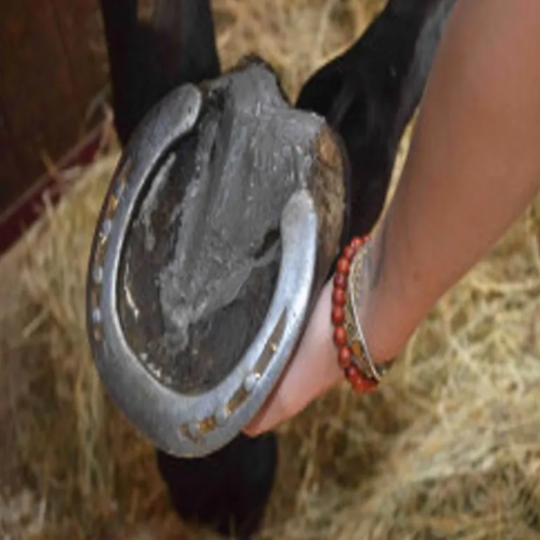 Argile naturelle cheval soin des Fourchettes - Nutragile