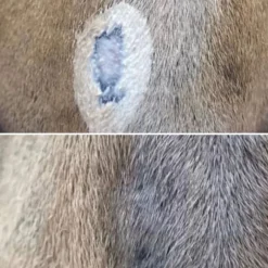 Baume protecteur et hydratant cheval - Nellumbo