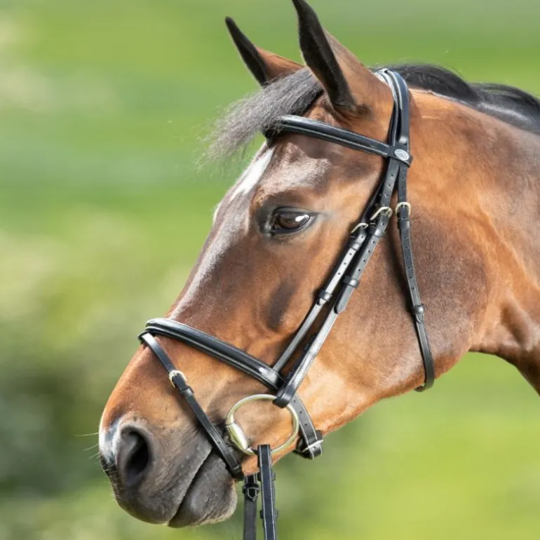 Bridon cheval cuir Comfort - HFI