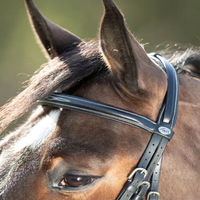 Bridon cheval cuir Comfort - HFI