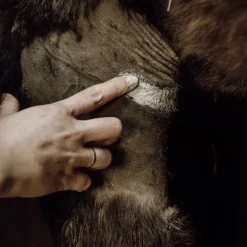 Cataplasme Argile réparateur cheval - Nellumbo