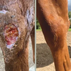 Cataplasme Argile réparateur cheval - Nellumbo