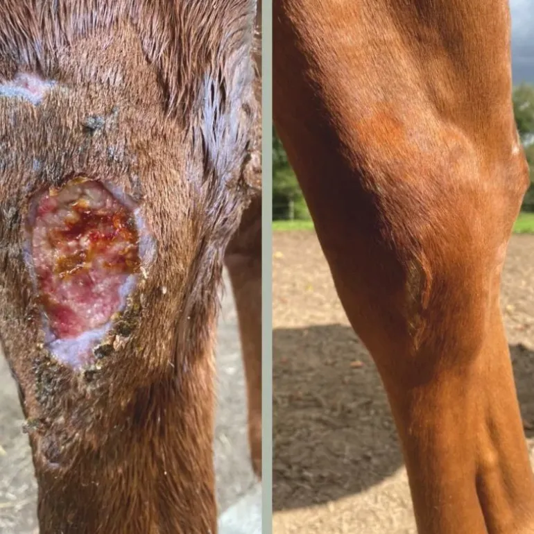 Cataplasme Argile réparateur cheval - Nellumbo