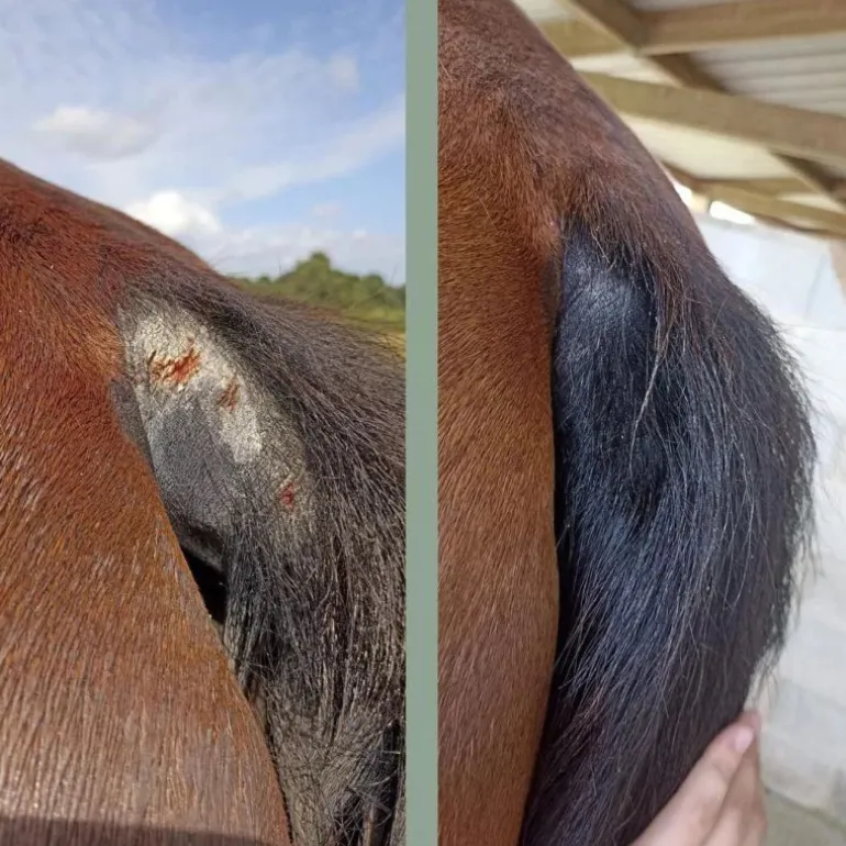 Cataplasme Argile réparateur cheval - Nellumbo