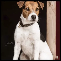 Collier chien motif triangle - Kentucky Dogwear