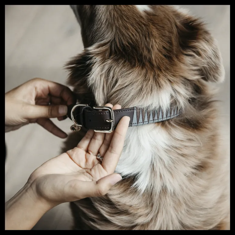 Collier chien motif triangle - Kentucky Dogwear