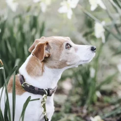 Collier chien Velvet Leather - Kentucky Dogwear