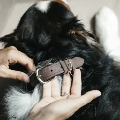 Collier chien Velvet Leather - Kentucky Dogwear