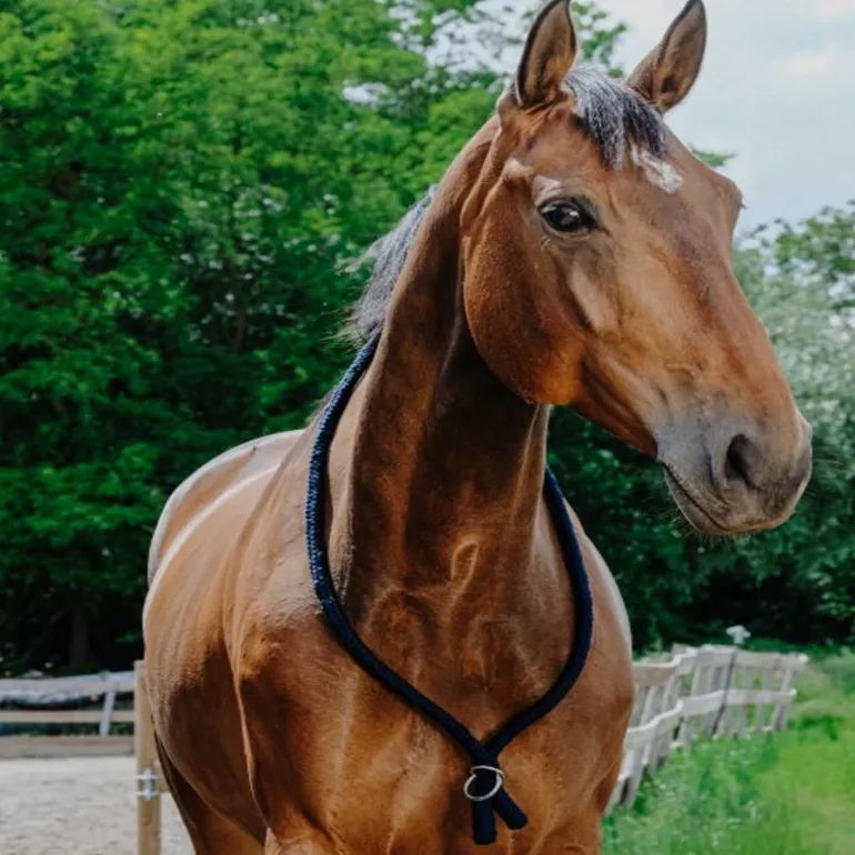 Collier d'encolure éthologique en corde