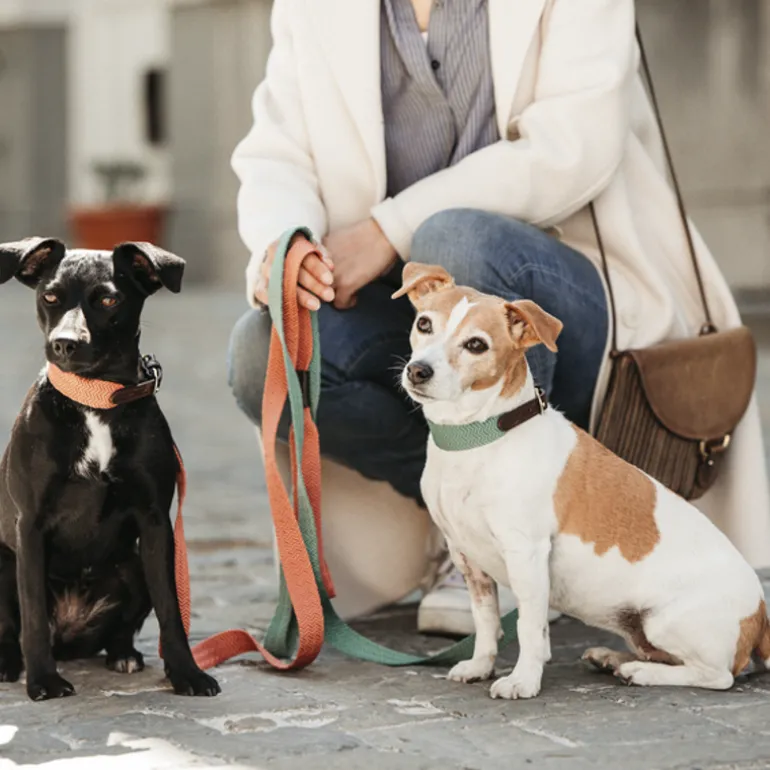 Collier pour chien Jacquard - Kentucky Dogwear