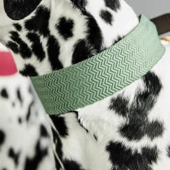 Collier pour chien Jacquard - Kentucky Dogwear