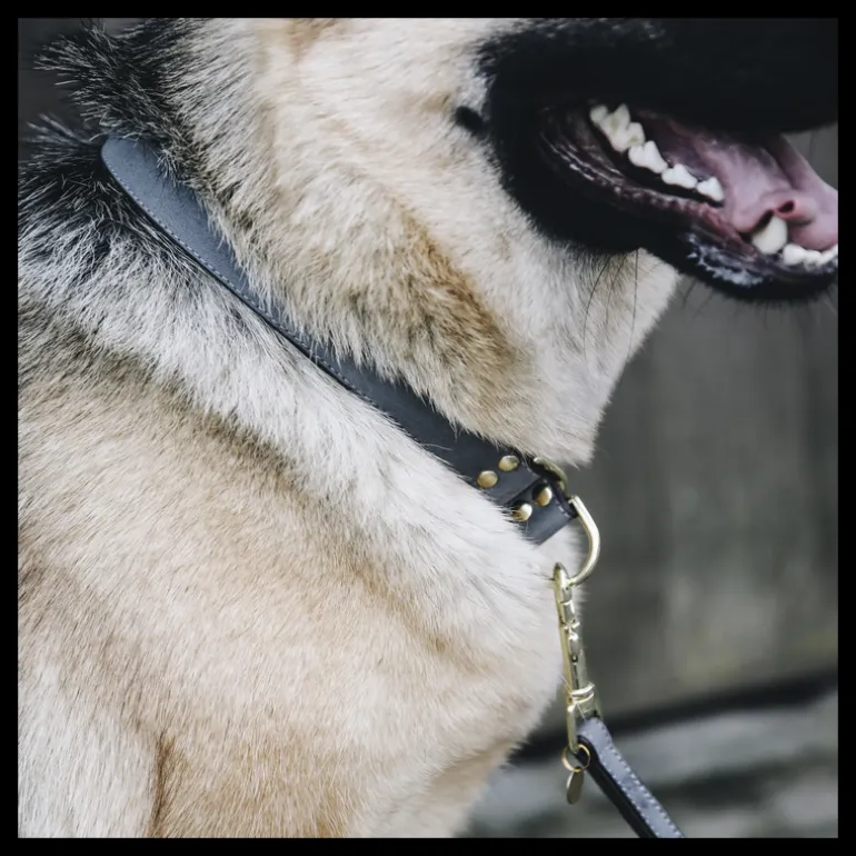 Collier pour chien Loop - Kentucky Dogwear