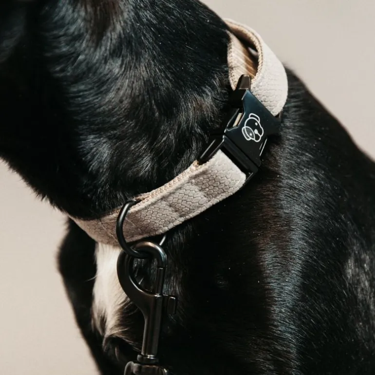 Collier pour chien Lézard - Kentucky