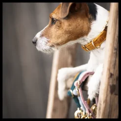 Collier pour chien Velvet - Kentucky Dogwear