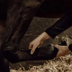 Gel de massage rafraîchissant cheval - Nellumbo