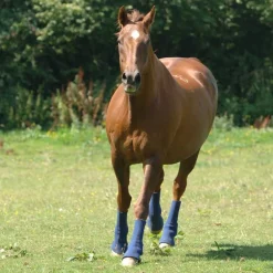 Guêtres de paddock cheval Hardy Chaps - Equilibrium