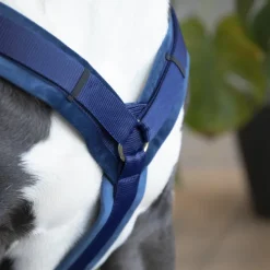 Harnais pour chien actif Velvet - Kentucky Dogwear