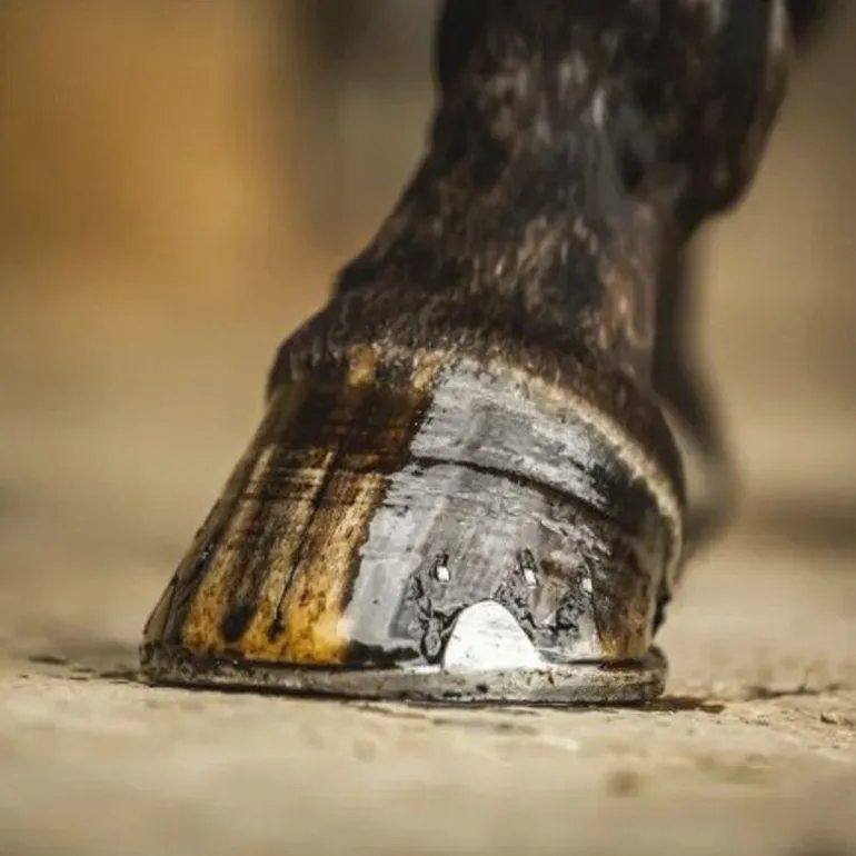 Huile sabot cheval arbre à thé Cornucrescine Hoof Dressing Tea Tree - Carr & Day & Martin