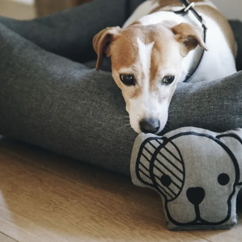 Jouet pour chien Dog Head - Kentucky Dogwear