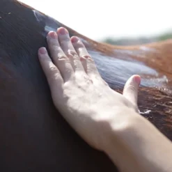 Kinésyl baume apaisant et décontractant cheval 250 ml - Ravene