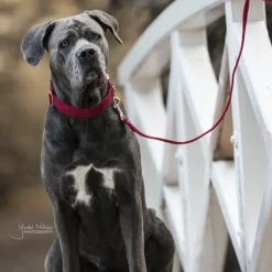 Laisse chien Corduroy 120cm - Kentucky