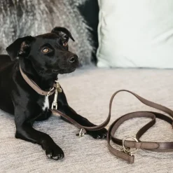 Laisse chien Velvet Leather - Kentucky Dogwear