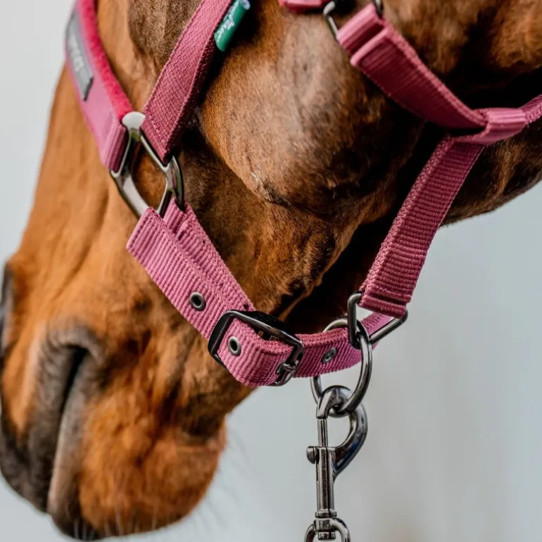 Licol + longe cheval Amigo - Horseware