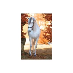 Licol cheval cuir Eco