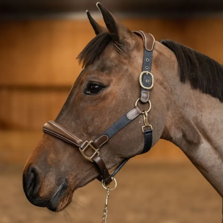 Licol cheval cuir et nylon - HFI