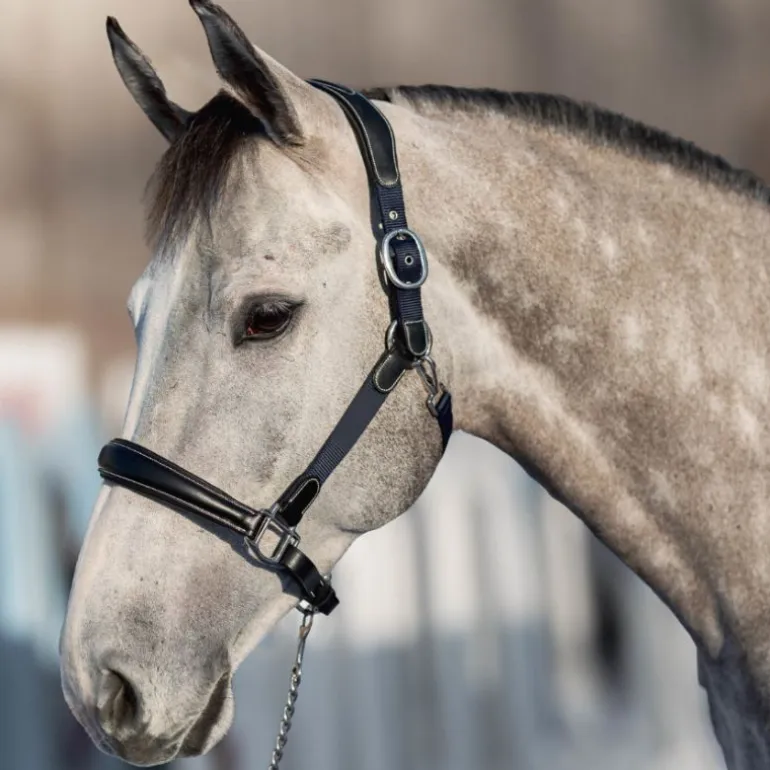 Licol cheval cuir et nylon - HFI