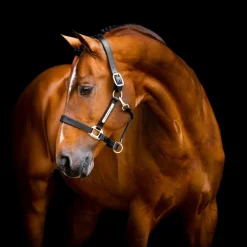 Licol cheval cuir Signature - Horseware