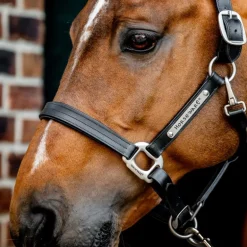 Licol cheval cuir Signature - Horseware