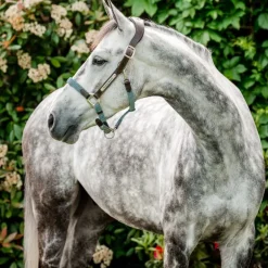 Licol cheval cuir tresse Signature - Horseware