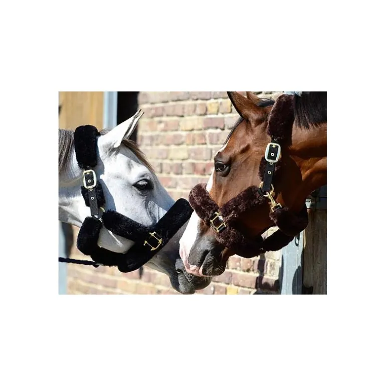 Licol cheval doublé mouton synthétique - Kentucky