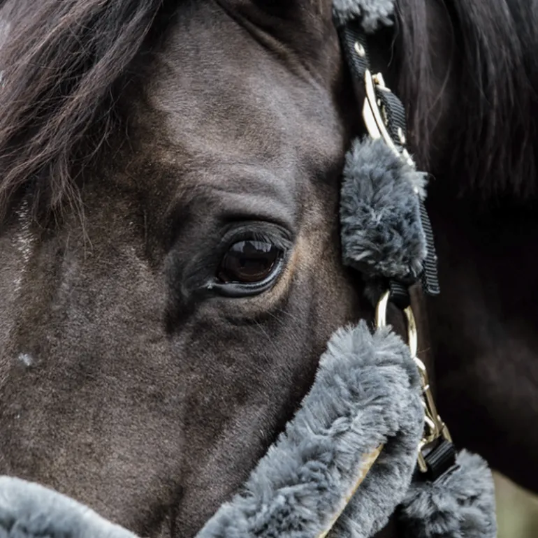Licol cheval doublé mouton synthétique - Kentucky