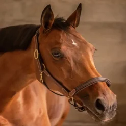 Licol cuir cheval 3 mousquetons - Paddock Sports