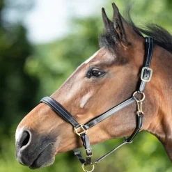 Licol cuir cheval coutures crèmes - HFI