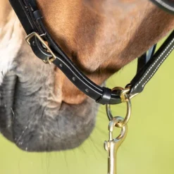 Licol cuir cheval coutures crèmes - HFI