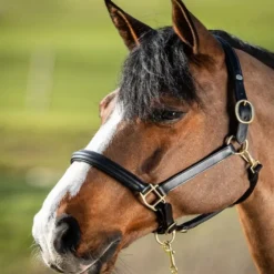 Licol cuir cheval muserolle bombée - HFI