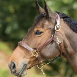 Licol cuir cheval transport/grooming - HFI