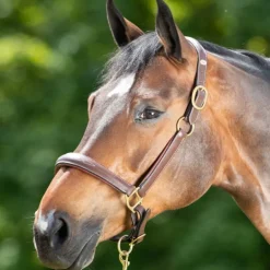 Licol cuir cheval transport/grooming - HFI