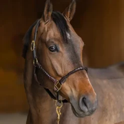 Licol cuir cheval tressé - HFI
