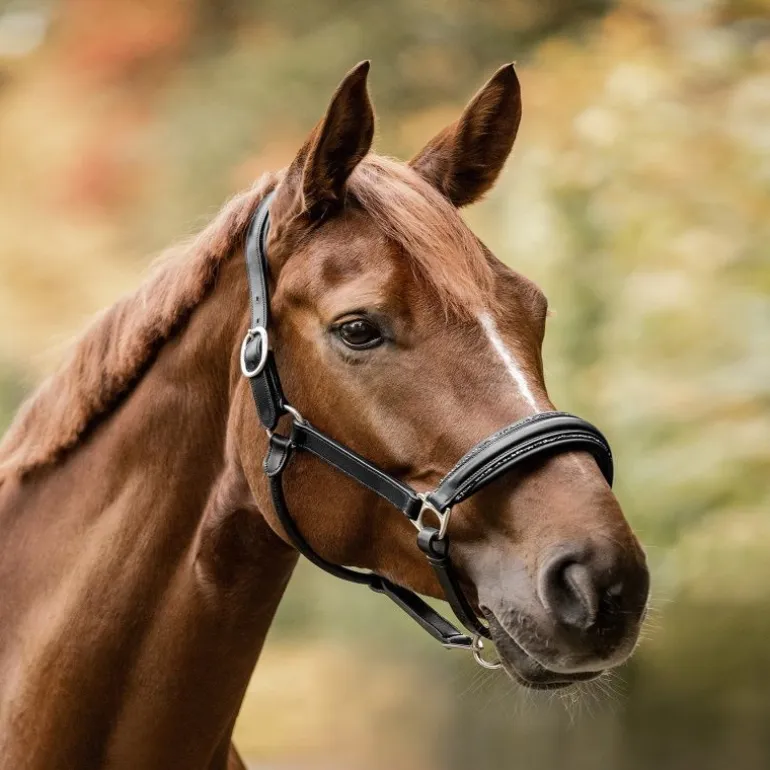 Licol cuir et strass cheval Glamour S-Line - Waldhausen