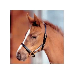 Licol cuir poulain Star - Waldhausen