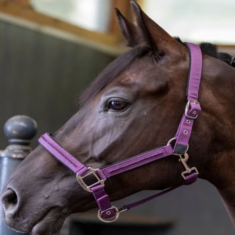 Licol et Longe cheval Amour - Harcour