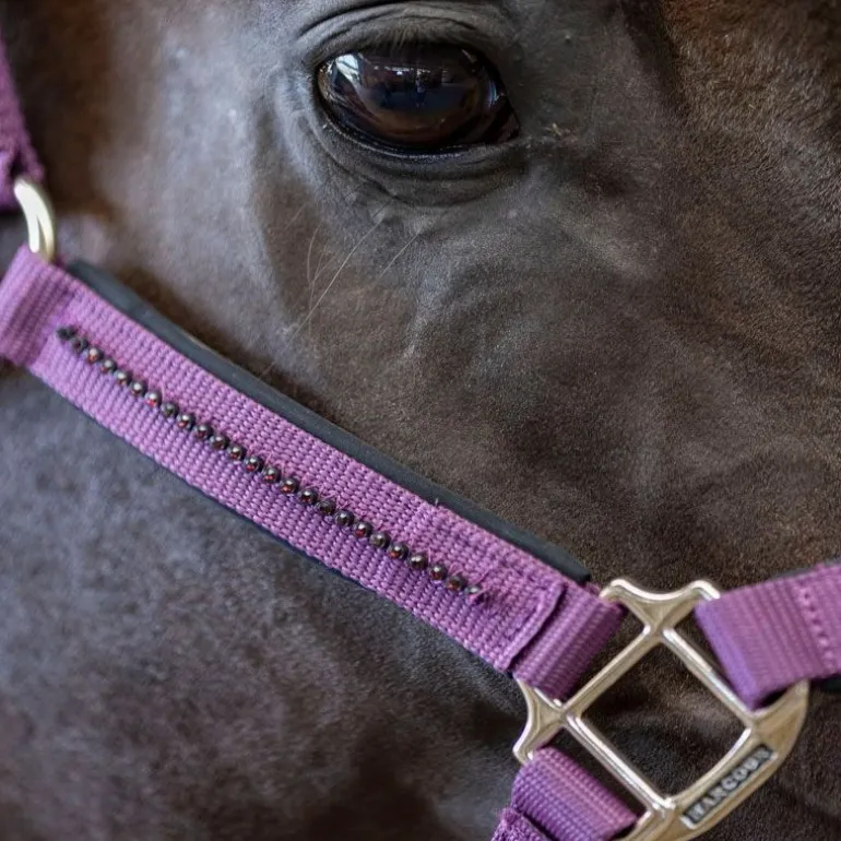 Licol et Longe cheval Amour - Harcour