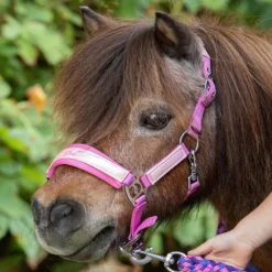 Licol et longe shetland Diva - Harry's Horse