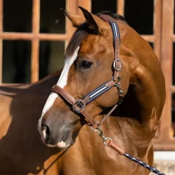 Licol Stressless Signature - Antarès