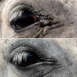 Lotion nettoyante yeux, nez et oreilles cheval - Nellumbo