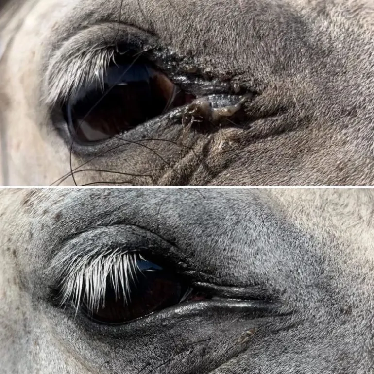 Lotion nettoyante yeux, nez et oreilles cheval - Nellumbo